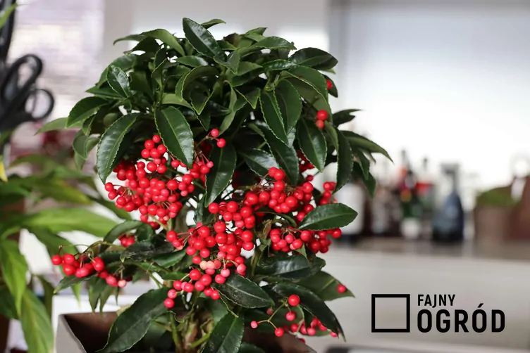 Osmuglina koralowa Osmuglina koralowa