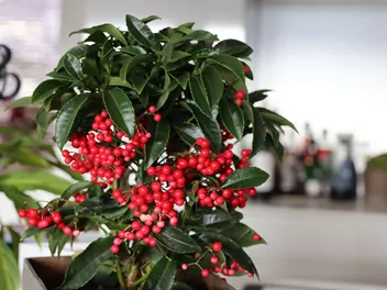 Ardizja karbowana - zdjęcie 3