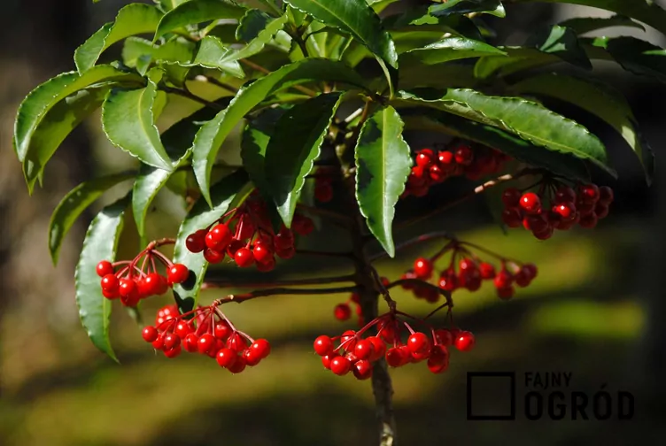 Jagoda bożonarodzeniowa Jagoda bożonarodzeniowa