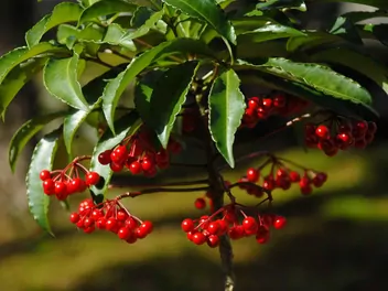Ardizja karbowana - zdjęcie 4