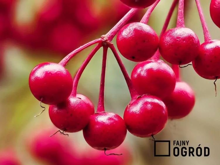 Ardizja karbowana - zdjęcie 5 Ardizja karbowana - zdjęcie 5