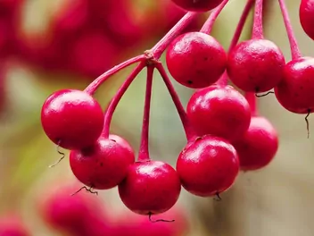 Ardizja karbowana - zdjęcie 5