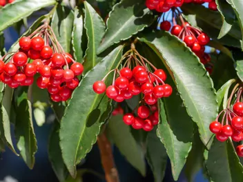 Ilustracja rośliny ardizja karbowana