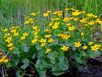 Knieć błotna - zdjęcie 2