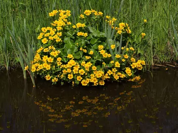 Knieć błotna - zdjęcie 3