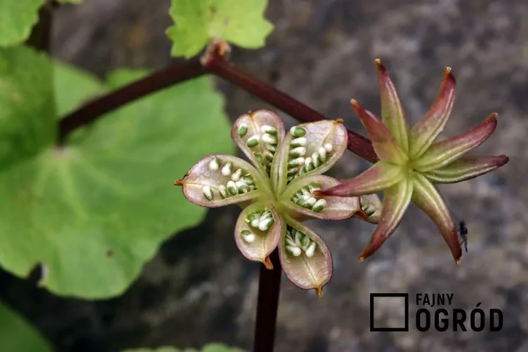 Knieć błotna - zdjęcie 5 Knieć błotna - zdjęcie 5