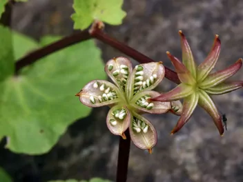 Knieć błotna - zdjęcie 5