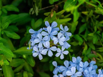 Ilustracja rośliny ołownik uszkowaty