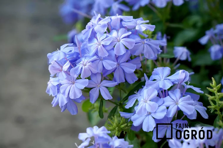 Ołownik przylądkowy