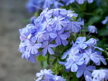 Ołownik uszkowaty - zdjęcie 2