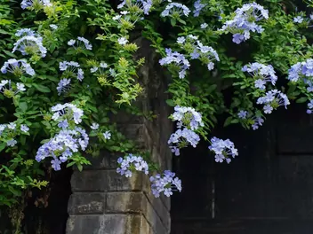 Ołownik uszkowaty - zdjęcie 3