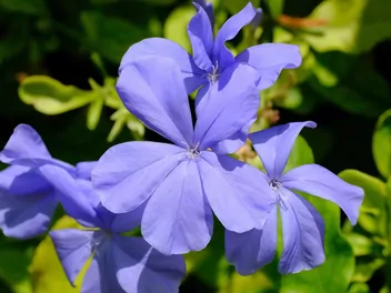 Ołownik uszkowaty - zdjęcie 4