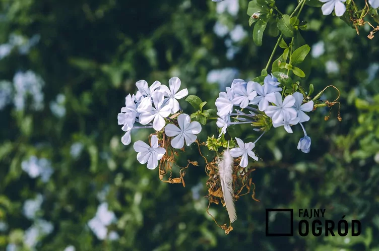 Ołownik uszkowaty - zdjęcie 5