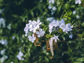 Ołownik uszkowaty - zdjęcie 5