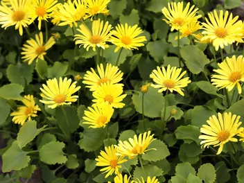 Ilustracja rośliny omieg wschodni