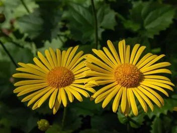 Omieg wschodni - zdjęcie 2