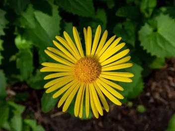 Omieg wschodni - zdjęcie 3