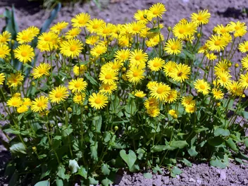 Omieg wschodni - zdjęcie 4