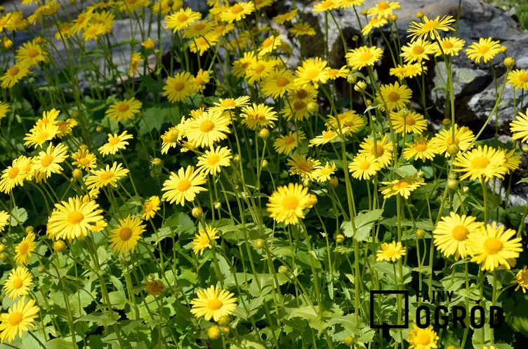 Omieg wschodni - zdjęcie 5