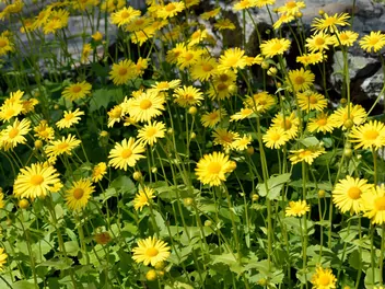 Omieg wschodni - zdjęcie 5