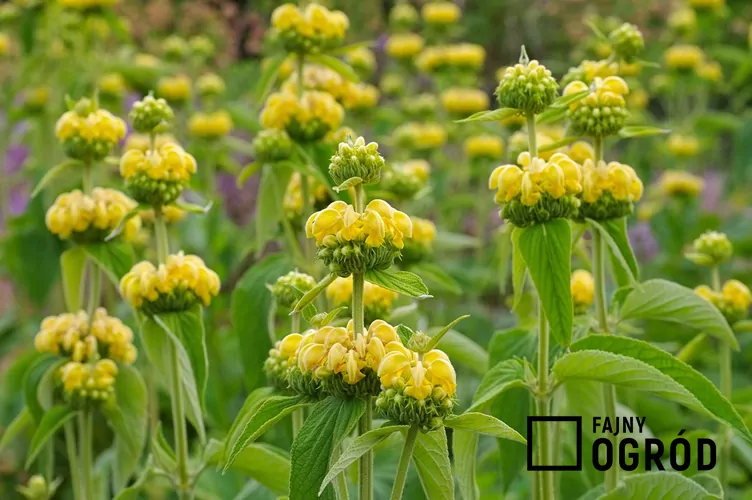 Żeleźniak żółty