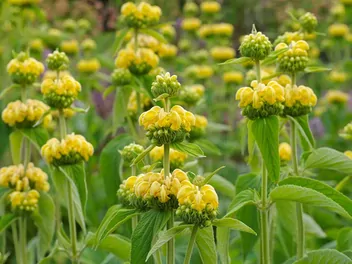 Ilustracja rośliny żeleźniak żółty