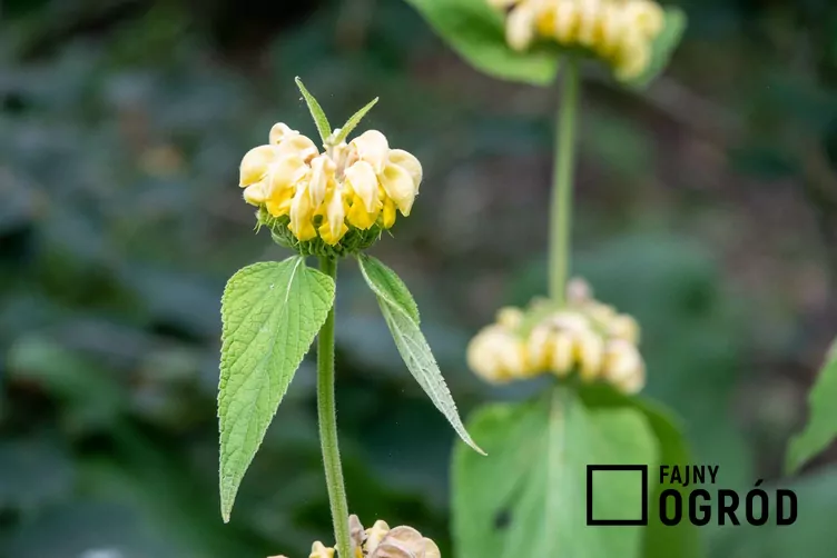 Żeleźniak syryjski