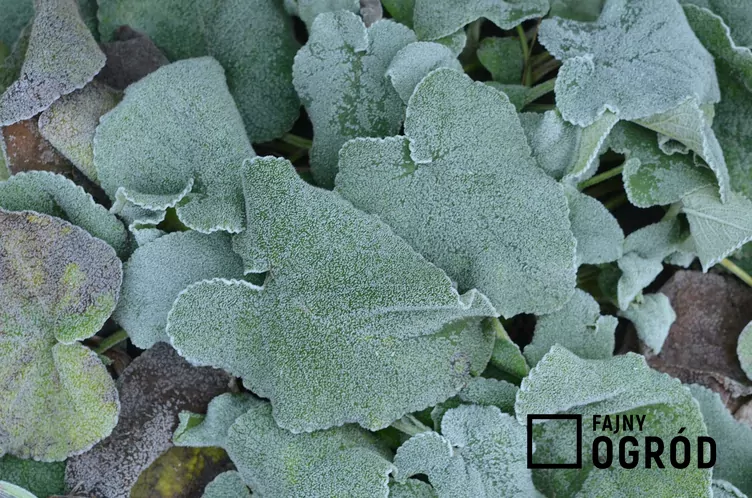 Żeleźniak żółty - zdjęcie 5