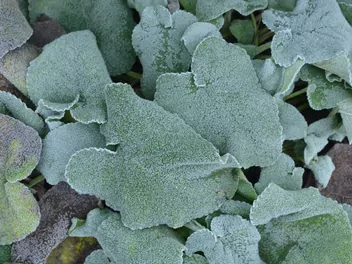 Żeleźniak żółty - zdjęcie 5