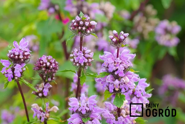 Żeleźniak bulwiasty