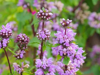Ilustracja rośliny żeleźniak bulwiasty