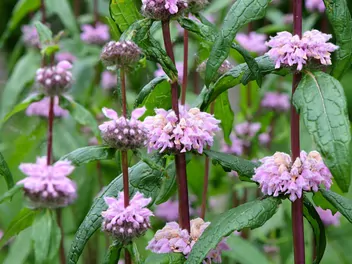 Żeleźniak bulwiasty - zdjęcie 2