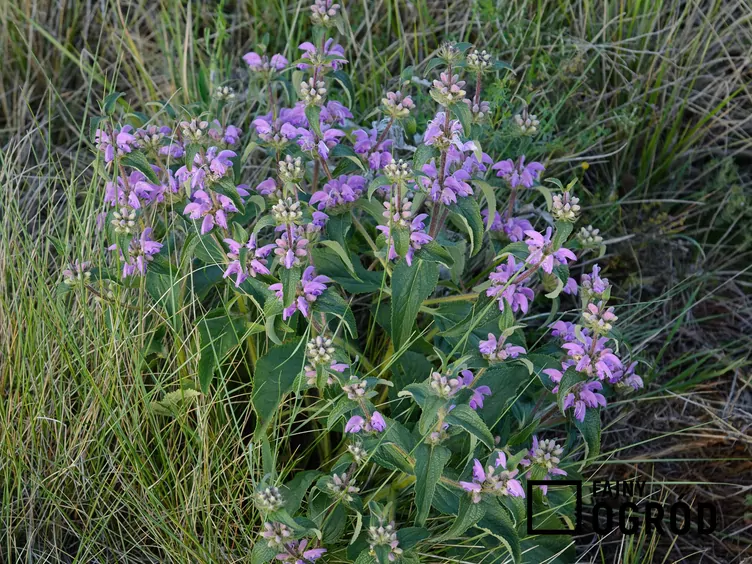 Żeleźniak bulwiasty