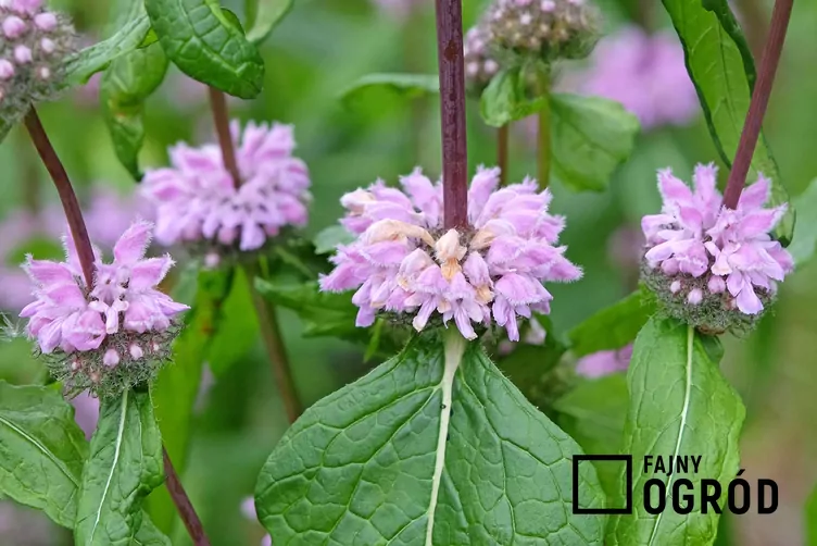 Żeleźniak bulwiasty