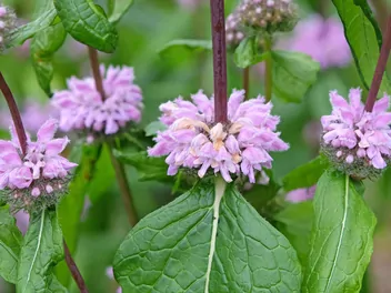 Żeleźniak bulwiasty - zdjęcie 4