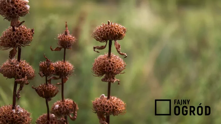 Żeleźniak bulwiasty - zdjęcie 5
