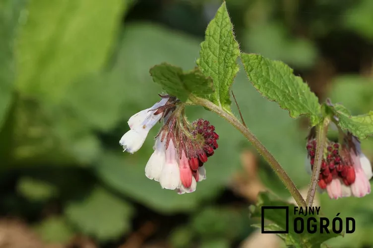 Żywokost wielkokwiatowy