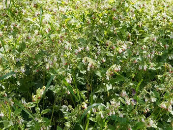 Żywokost wielkokwiatowy - zdjęcie 3