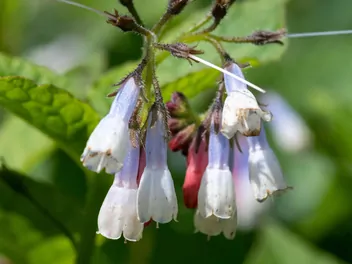 Żywokost wielkokwiatowy - zdjęcie 4