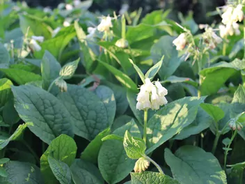 Żywokost wielkokwiatowy - zdjęcie 5