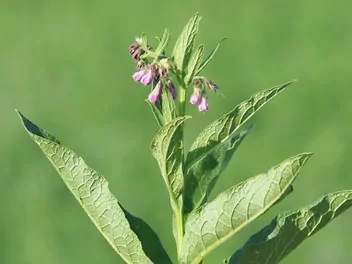 Żywokost lekarski - zdjęcie 2