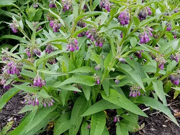 Żywokost lekarski - zdjęcie 4