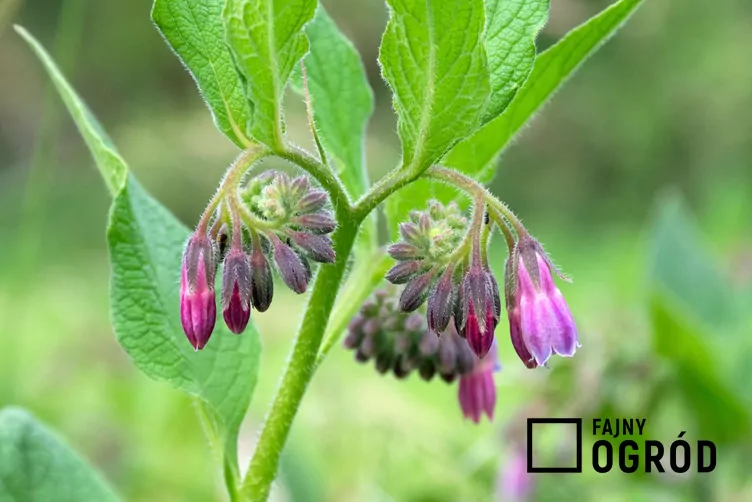 Żywokost lekarski - zdjęcie 5