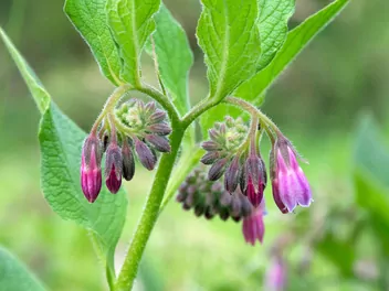 Żywokost lekarski - zdjęcie 5