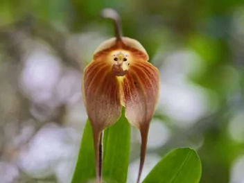 Zdjęcie ilustrujące małpia orchidea