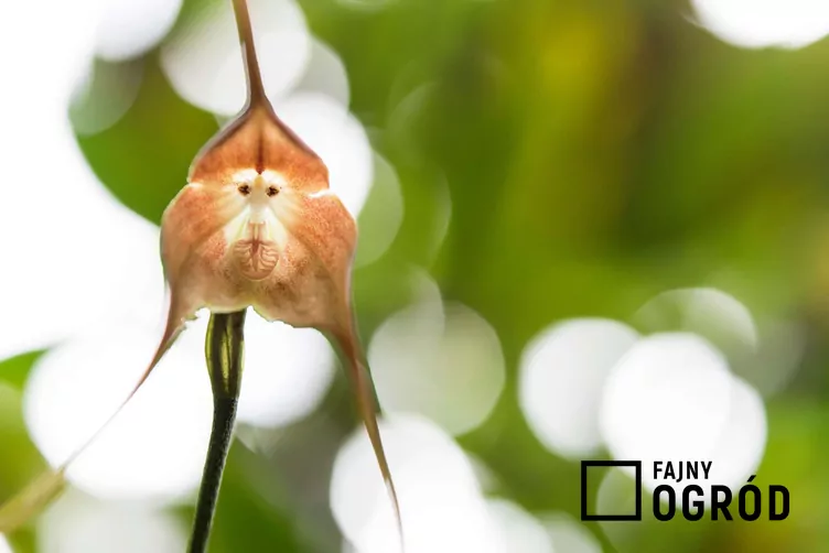 Małpia orchidea