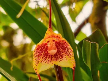 Małpia orchidea - zdjęcie 4