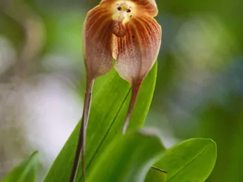 Małpia orchidea - zdjęcie 5