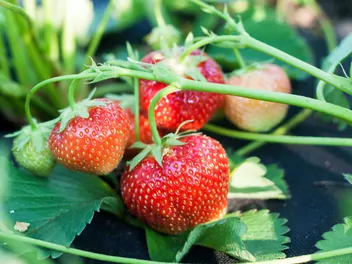 Ilustracja rośliny truskawka 'elsanta'