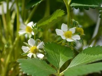 Truskawka 'Elsanta' - zdjęcie 3